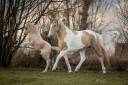 Pouliche palomino PFS