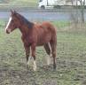 A vendre poulain O