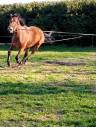 Vends jument 4 ans