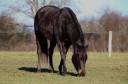 Jument QH Appendix de 2022 