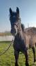 Pouliche 10 mois CSO