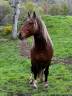 Cheval de loisir à vendre