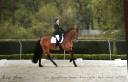 Hongre pure race espagnole