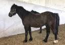 PONETTE ET PONEY WELSH