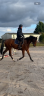 Hongre PS, bai, 5 ans, 162cm 