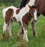 pouliche OC Paint Horse
