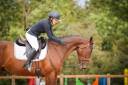 Très joli - Hongre - Selle francais - 6 ans 