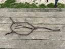 Collier de chasse (5points) 