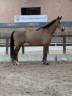 Hongre 7 ans Cso et ou dressage sf