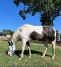 Superbe ponette 