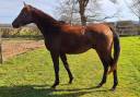 3ans entier top origine endurance 