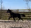Beau Poulain Selle Français de Dressage