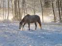 Hongre pure race espagnole 