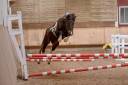 Pottok 3 ans entier
