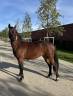 Poney Connemara femelle baie 3 ans