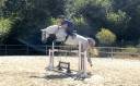 Jument de sport, CSO, Hunter, gros moyen
