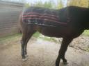 Tapis massant /chauffant Ezihorse