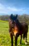 Cheval de 12 ans 