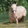 Pouliche pp quarter horse smocky black