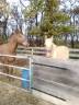 Pure Race Espagnol Alazan Pearl