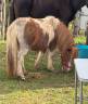 Poney