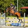 Coaching / travail du cheval 