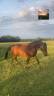 À vendre ponette D