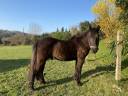 Top poney à vendre 