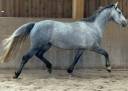 Jument de 7 ans, 1.65 m