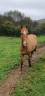 Cheval Akhal teke 