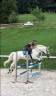 Cheval gentille à vendre 