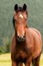 Riante, jument de dressage de 4 ans