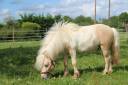 Shetland Plein Papier Pie Palomino
