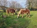2 Schwarwalder Fuchsen 
