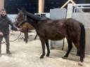 trotteuse 9 ans à vendre 