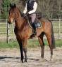 Cheval Hongre, pur sang 6 ans