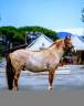 À vendre : un magnifique poney !