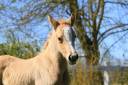 Pouliche palomino sport 