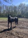 À VENDRE : Trotteur Français Prometteur