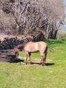 Jument PP Quarter horse