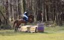 Poney D origine constatée