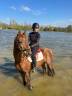 Cheval hongre docile 