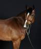Poney hors cote
