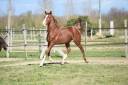 Hongre AA 3 ans 