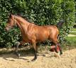 Trotteur plein papiers 3 ans 