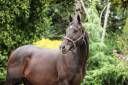 Plusieurs chevaux à vendre 