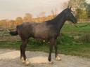 Hongre 1 an Huricane x Kannan x Le Tot de Semilly 
