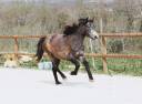 Magnifique ponette pleins papiers Connemara 