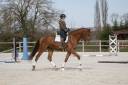 Magnifique - Hongre - Hanovrien - 5ans 