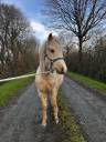 Vente poney welsh B